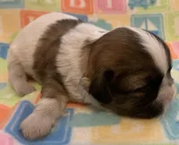 Chance, a male Shih Tzu for sale in Adel, GA – Photo 7 of 9