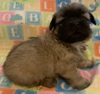 Red Male, a male Shih Tzu for sale in Adel, GA – Photo 4 of 5