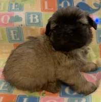 Red Male, a male Shih Tzu for sale in Adel, GA – Photo 1 of 5