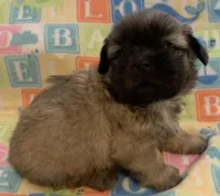 Red Male, a male Shih Tzu for sale in Adel, GA – Photo 5 of 5