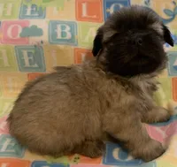 Red Male, a male Shih Tzu for sale in Adel, GA – Photo 3 of 5