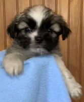 Bernard, a male Shih Tzu for sale in Adel, GA – 4 of 7