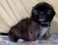 Sonny, a male Shih Tzu for sale in Adel, GA – 10 of 10