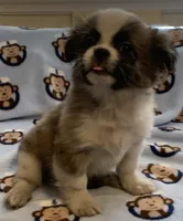 Bear, a male Shih Tzu for sale in Adel, GA – 2 of 6