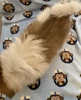 Bobby, a male Shih Tzu for sale in Adel, GA – 3 of 7