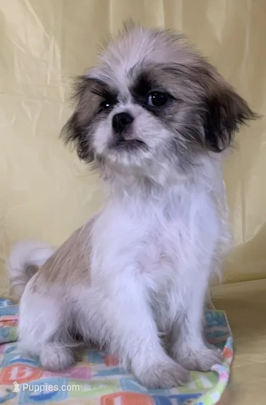 Baby – Shih Tzu puppy for sale in Adel, GA