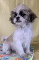 Baby, a female Shih Tzu for sale in Adel, GA – 1 of 5