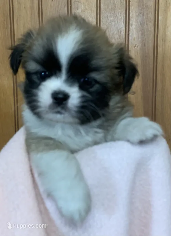 Baby – Shih Tzu puppy for sale in Adel, GA