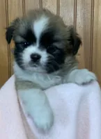 Baby, a female Shih Tzu for sale in Adel, GA – 1 of 5