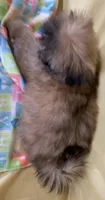 Red, a female Shih Tzu for sale in Adel, GA – 9 of 10