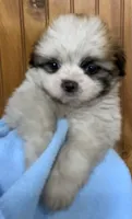 Chance, a male Shih Tzu for sale in Adel, GA – 3 of 5
