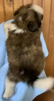 Bear, a male Shih Tzu for sale in Adel, GA – 8 of 8