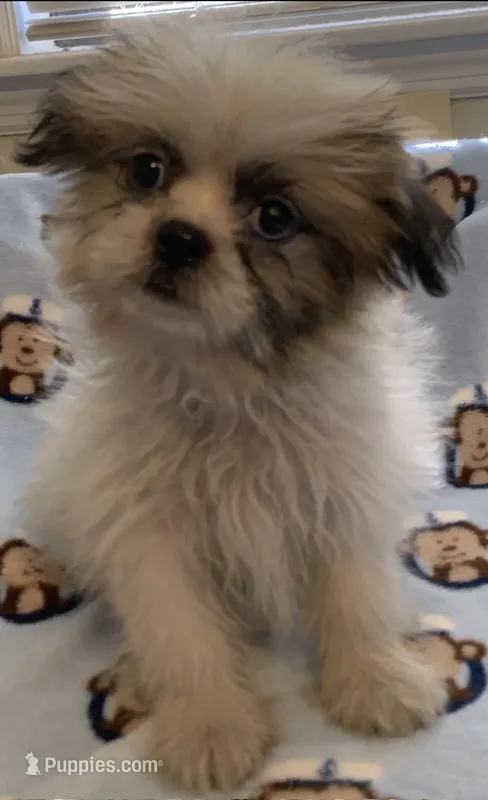 Chance – Shih Tzu puppy for sale in Adel, GA