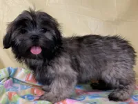Sassy , a female Shih Tzu for sale in Adel, GA – 3 of 5