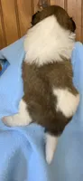 Bobby, a male Shih Tzu for sale in Adel, GA – 4 of 4