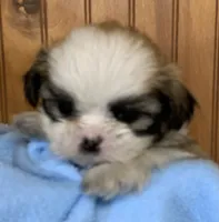 Baby Boy, a male Shih Tzu for sale in Adel, GA – 3 of 7