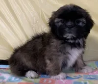 Sonny, a male Shih Tzu for sale in Adel, GA – 9 of 10
