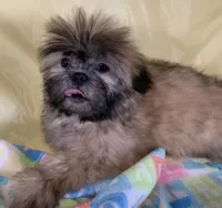 Red, a female Shih Tzu for sale in Adel, GA – 2 of 10