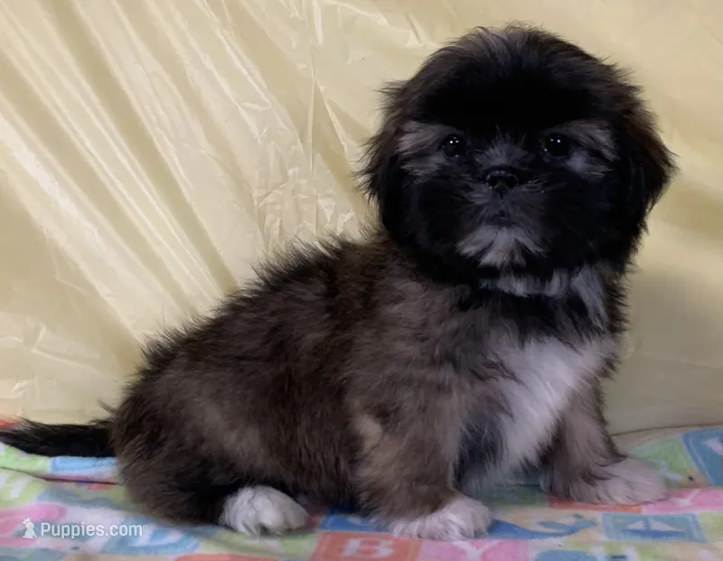 Sonny – Shih Tzu puppy for sale in Adel, GA