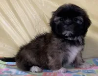 Sonny, a male Shih Tzu for sale in Adel, GA – 1 of 10