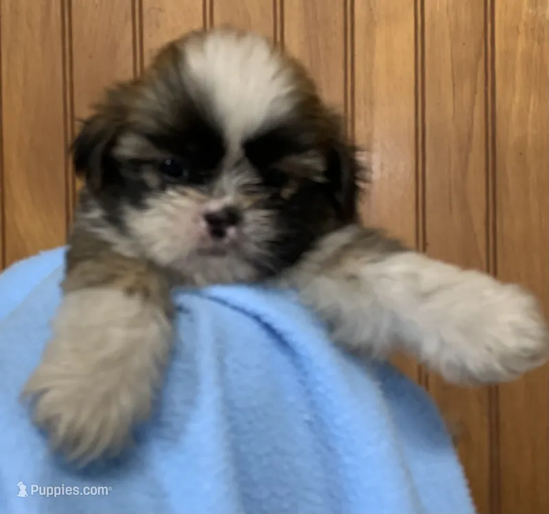 Bennie – Shih Tzu puppy for sale in Adel, GA
