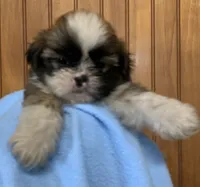 Bennie, a male Shih Tzu for sale in Adel, GA – 1 of 5