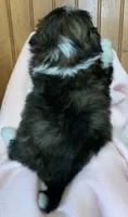 Bittie, a female Shih Tzu for sale in Adel, GA – 7 of 8