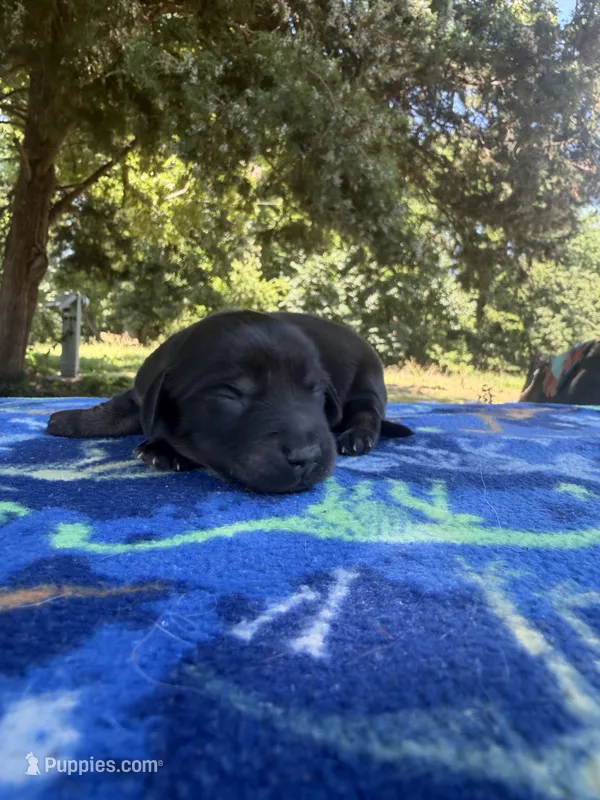Black Boy – Chihuahua, Miniature Dachshund puppy for sale in Hugo, OK