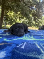Black Boy, a male Chihuahua and Miniature Dachshund for sale in Hugo, OK – 1 of 3