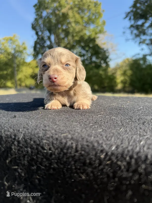 AKC LH Isabella and Cream – Miniature Dachshund puppy for sale in Hugo, OK
