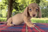AKC SH Cream Sable , a female Miniature Dachshund for sale in Hugo, OK – 2 of 7