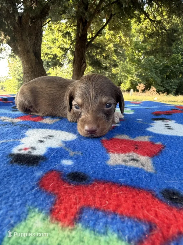 CKC LH Red – Miniature Dachshund puppy for sale in Hugo, OK