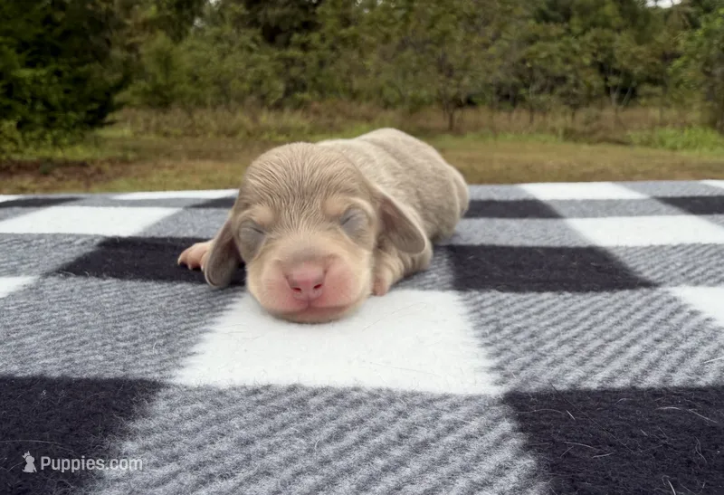 AKC Isabella and Cream – Miniature Dachshund puppy for sale in Hugo, OK