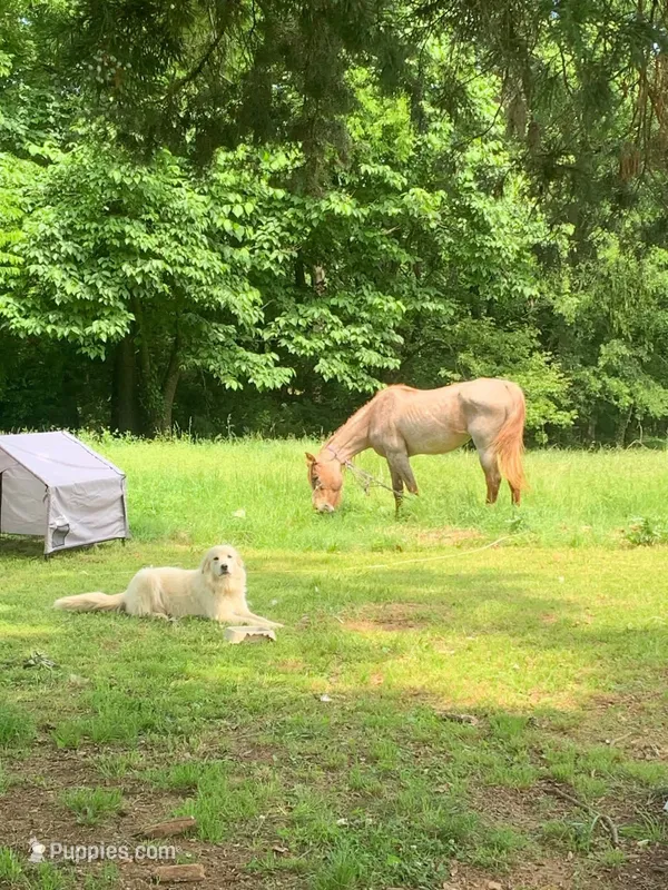 Winter- Free – Great Pyrenees puppy for sale in Hugo, OK