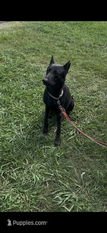 Free- Dumped and Rescued  – German Shepherd Dog puppy for sale in Hugo, OK