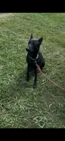 Free- Dumped and Rescued , a female German Shepherd Dog for sale in Hugo, OK – 1 of 2