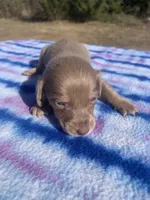 CKC Isabella & Tan SH, a male Miniature Dachshund for sale in Hugo, OK – Photo 5 of 6