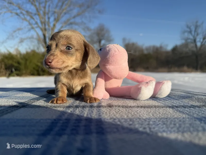 CKC Isabella & Tan SH