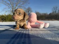 CKC Isabella & Tan SH, a male Miniature Dachshund for sale in Hugo, OK – Photo 1 of 6