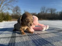 CKC Isabella & Tan SH, a male Miniature Dachshund for sale in Hugo, OK – Photo 2 of 6