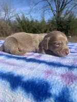 CKC Isabella & Tan SH, a male Miniature Dachshund for sale in Hugo, OK – Photo 6 of 6