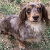 Callisto, a female Miniature Dachshund for sale in Hugo, OK – Photo 1 of 4
