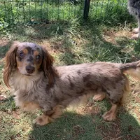 Callisto, a female Miniature Dachshund for sale in Hugo, OK – Photo 4 of 4