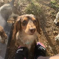 Callisto, a female Miniature Dachshund for sale in Hugo, OK – Photo 3 of 4