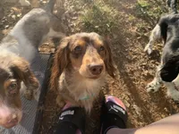 Callisto, a female Miniature Dachshund for sale in Hugo, OK – Photo 3 of 4