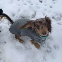 Callisto, a female Miniature Dachshund for sale in Hugo, OK – Photo 2 of 4
