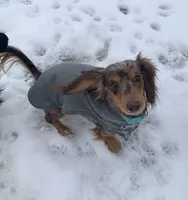Callisto, a female Miniature Dachshund for sale in Hugo, OK – Photo 2 of 4