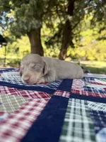 AKC SH Isabella and Cream, a female Miniature Dachshund for sale in Hugo, OK – 2 of 6