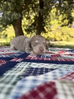 AKC LH Isabella and Cream, a male Miniature Dachshund for sale in Hugo, OK – 2 of 7