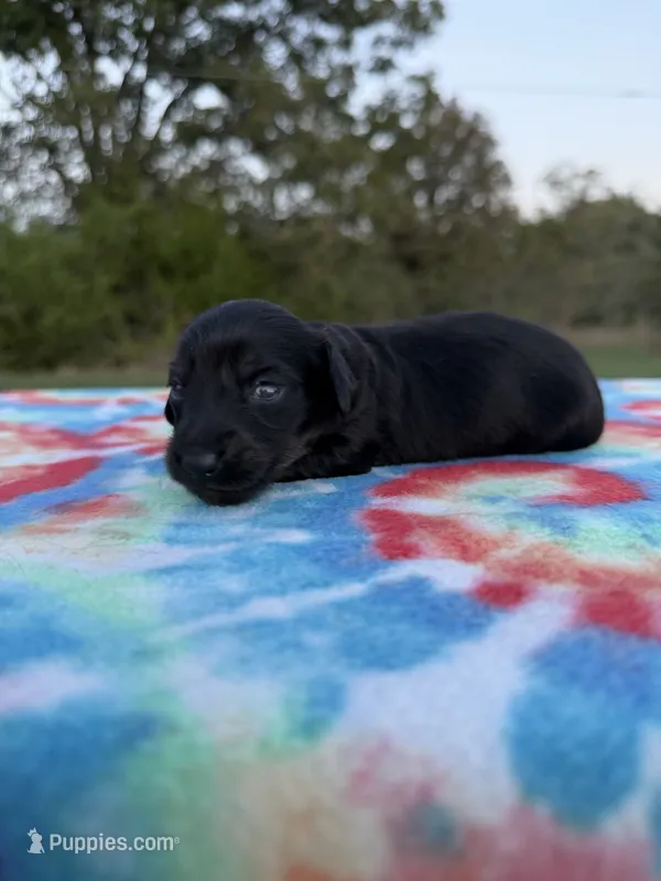 AKC Black and Tan Brindle  – Miniature Dachshund puppy for sale in Hugo, OK